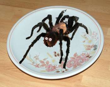 Bird-eating tarantula on a dinner plate